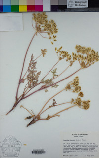 Lomatium ravenii image
