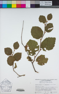 Corylus cornuta subsp. californica image