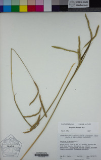 Paspalum dilatatum image