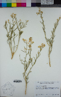 Lepidium fremontii image