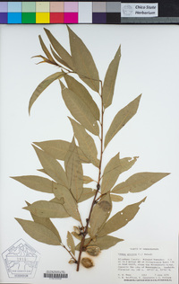 Prunus persica image