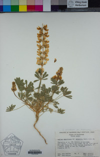 Lupinus microcarpus var. microcarpus image