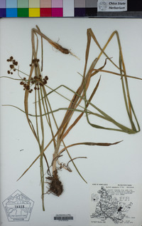 Scirpus atrovirens image