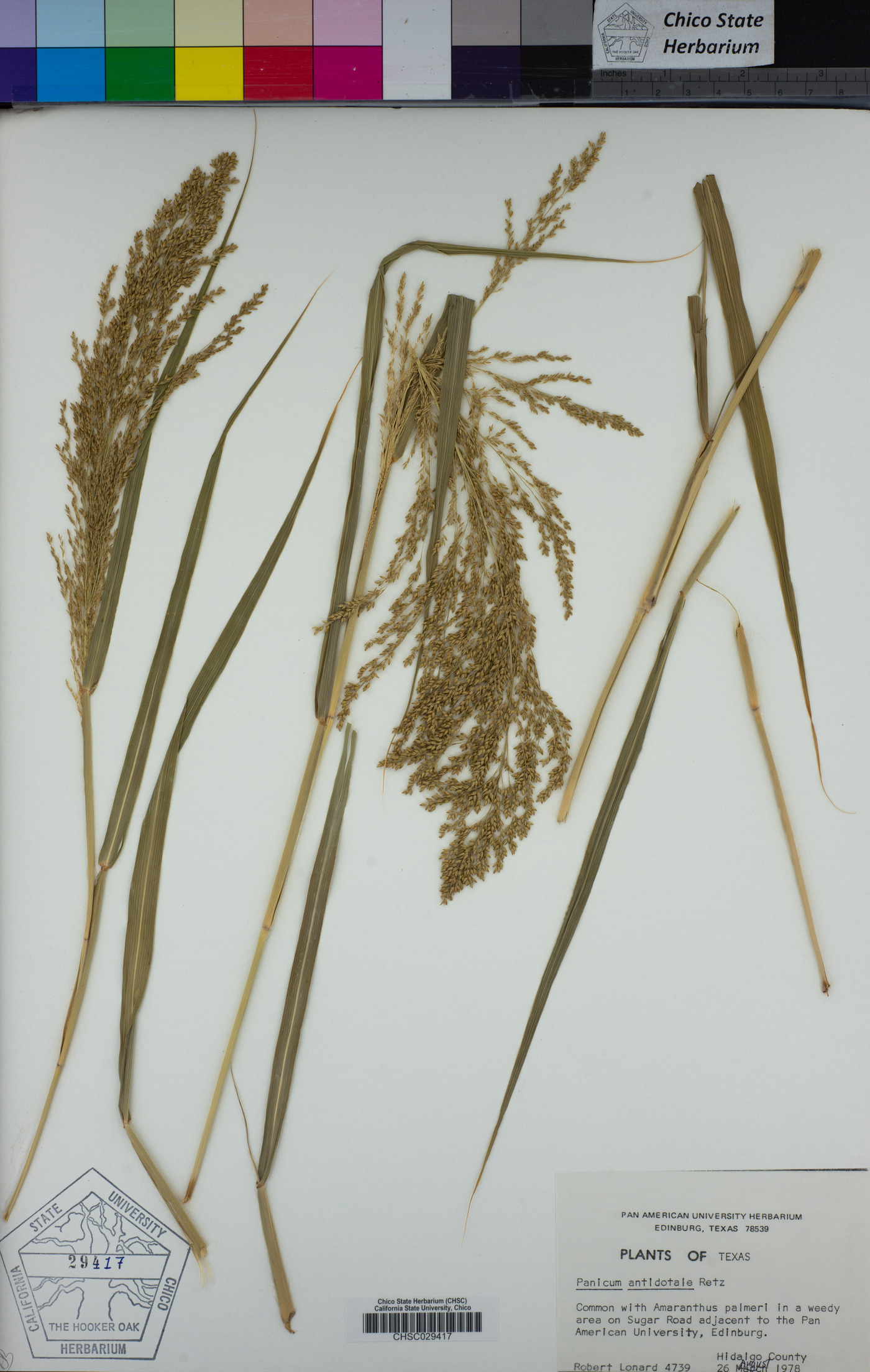 Panicum antidotale image