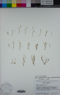 Sagina decumbens subsp. occidentalis image