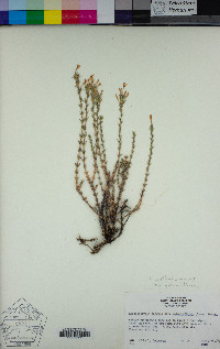 Linanthus pungens image