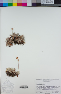 Eriogonum libertini image