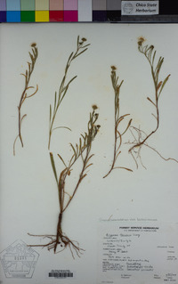 Erigeron lassenianus var. lassenianus image