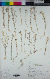 Eriastrum brandegeeae image