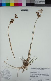 Juncus ensifolius image