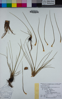 Isoetes howellii image