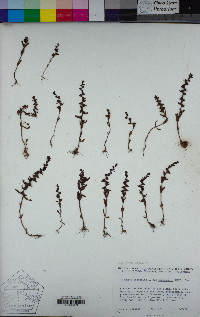 Veronica peregrina subsp. xalapensis image