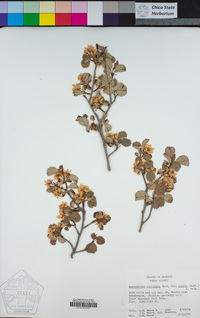 Amelanchier alnifolia var. pumila image
