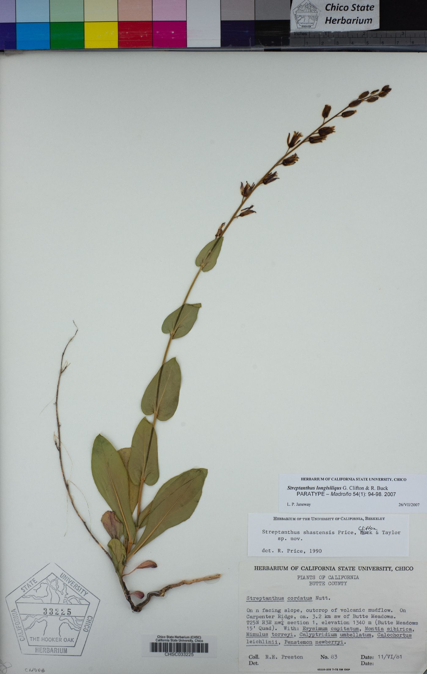 Streptanthus longisiliquus image