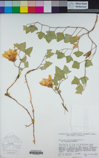Calystegia atriplicifolia subsp. buttensis image