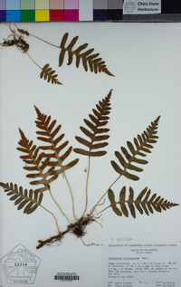 Polypodium calirhiza image