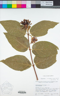 Calycanthus occidentalis image