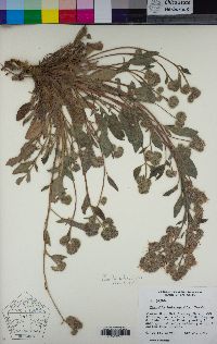 Phacelia heterophylla image