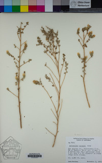 Brickellia nevinii image