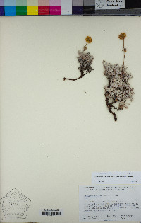 Eriogonum douglasii image