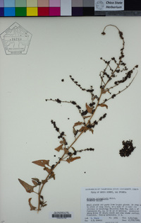 Atriplex prostrata image