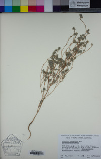 Lagophylla ramosissima image