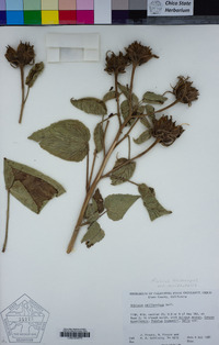 Hibiscus lasiocarpos image