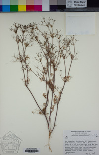 Apiastrum angustifolium image