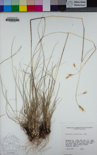 Danthonia californica image