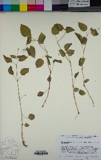 Circaea alpina image