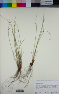 Carex multicaulis image