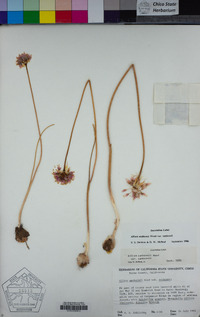 Allium sanbornii var. sanbornii image