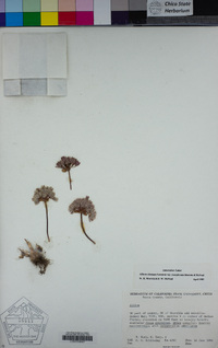 Allium obtusum var. conspicuum image