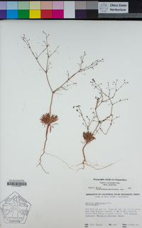 Oxytheca dendroidea subsp. dendroidea image