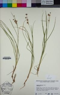 Juncus covillei image