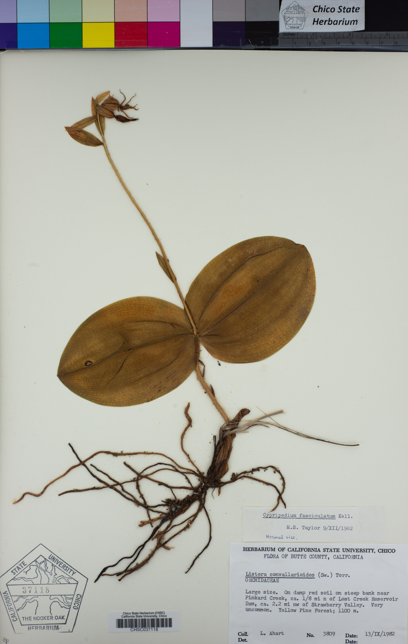 Listera convallarioides image