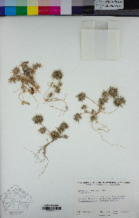 Navarretia propinqua image