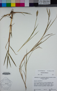 Paspalum distichum image