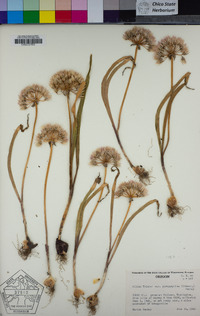 Allium tolmiei var. tolmiei image