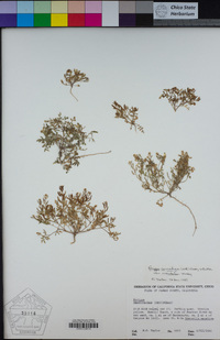 Rorippa curvisiliqua image