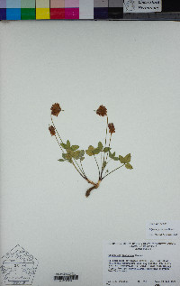 Trifolium productum image