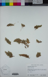 Selaginella hansenii image