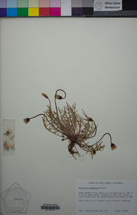 Microseris acuminata image