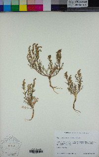 Lepidium strictum image