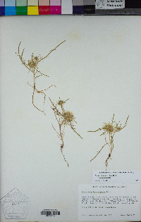 Navarretia leucocephala subsp. leucocephala image