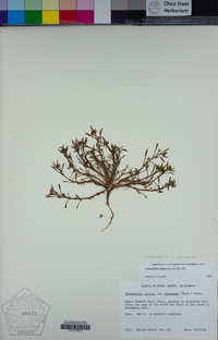 Calandrinia menziesii image