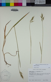 Bromus racemosus image