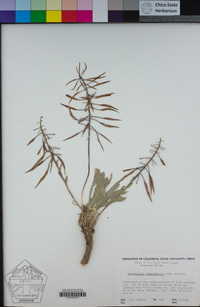 Phoenicaulis cheiranthoides image