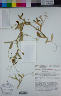 Lathyrus tingitanus image