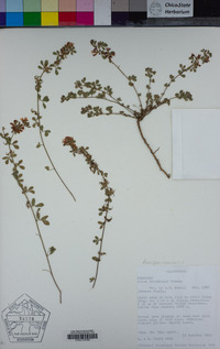 Acmispon nevadensis image